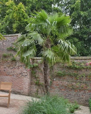 Trachycarpus fortunei