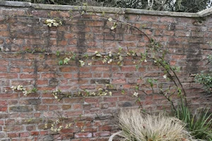 Chaenomeles speciosa nivalis