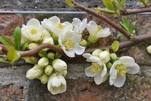Chaenomeles speciosa nivalis
