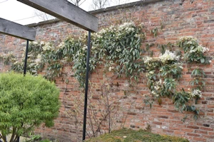 Clematis armandii