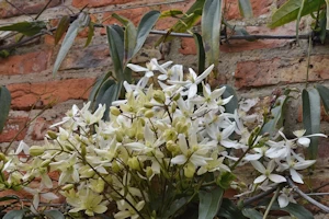 Clematis armandii