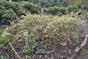 Corylopsis pauciflora