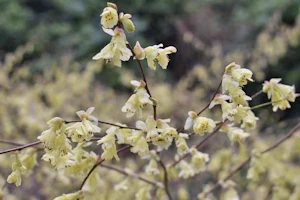 Corylopsis pauciflora