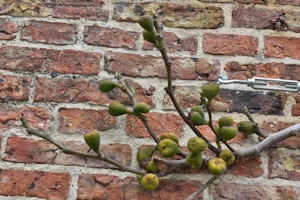 Ficus carica brown turkey