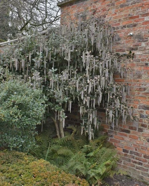 Garrya elliptica