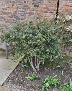 Osmanthus burkwoodii