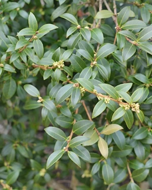 Osmanthus burkwoodii