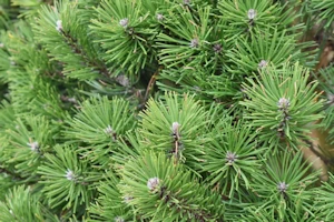 Pinus mugo