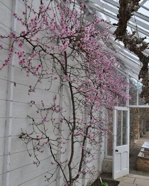 Prunus Persica Peregrine