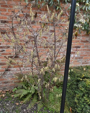 Stachyurus chinensis