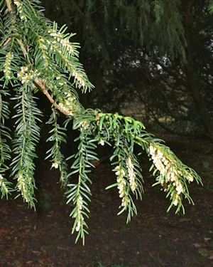 Taxus baccata pollen