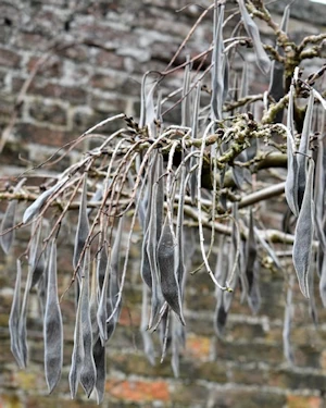 Wisteria sinensis