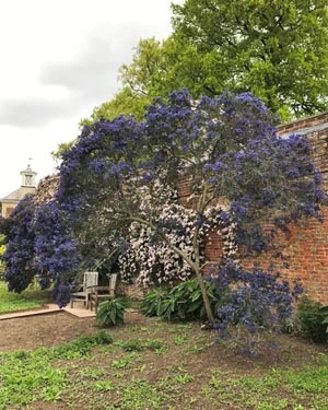 Ceanothus concha