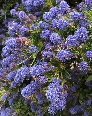 Ceanothus concha