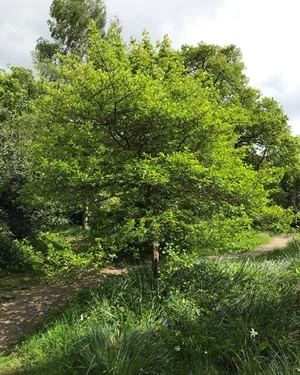 Cockspur hawthorn