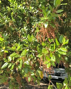 Holm oak
