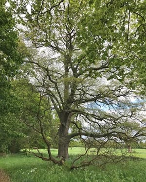 Turkey oak