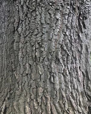 Turkey oak bark