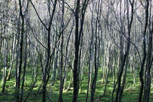 Birch