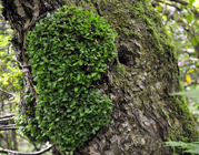 nothofagus burr