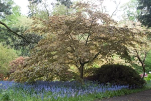 Japanese red maple