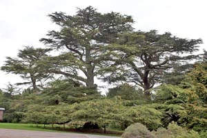 Cedar of Lebanon