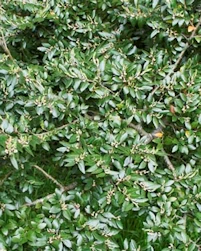 Nothofagus Dombeyi