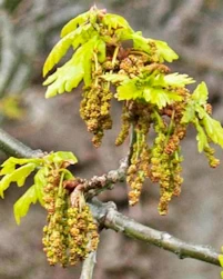 Oak catkins
