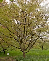 Zelkova serrata