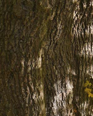 Field maple