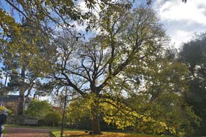 Taurian field maple