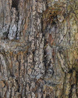 acer campestre tauricum