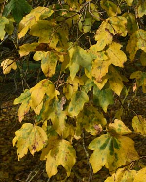 Taurian field maple