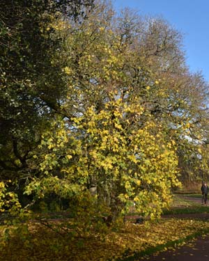 Acer campestre tauricum