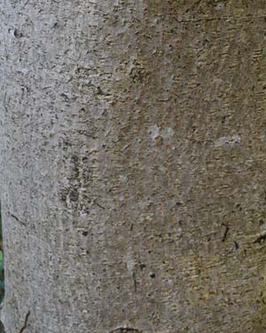Caucasian maple