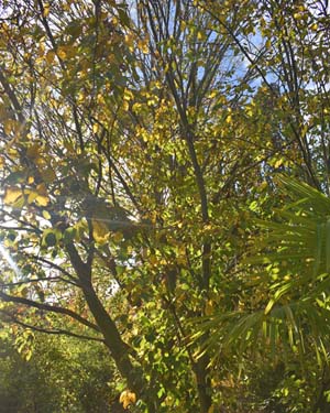 Acer davidii