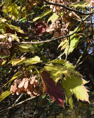 Devil's maple