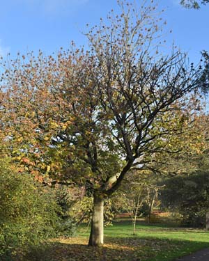 Acer diabolicum
