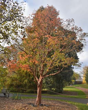 Acer griseum