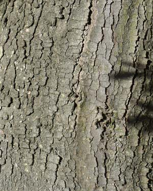 Heldreich's maple