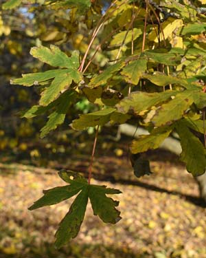 Acer heldreichii macropterum