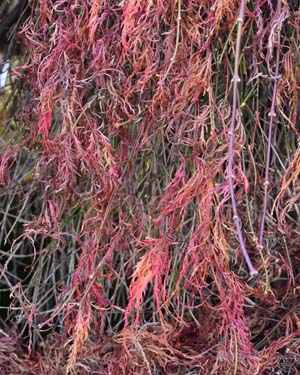 Black pine