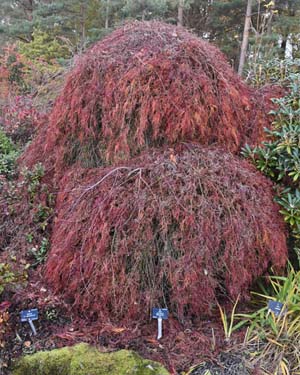Acer palmatum dissectum