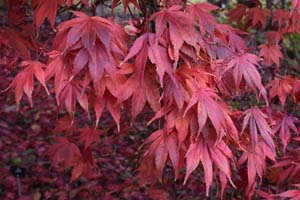 Japanese maple
