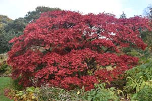 Acer palmatum