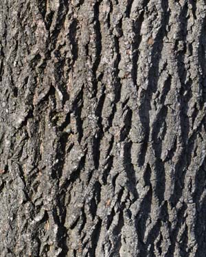 Acer platanoides crispum