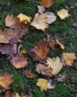 Acer platanoides cucullatum