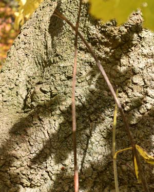 Acer platanoides palmatifidum