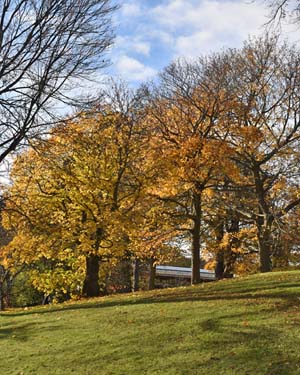 Acer platanoides palmatifidum