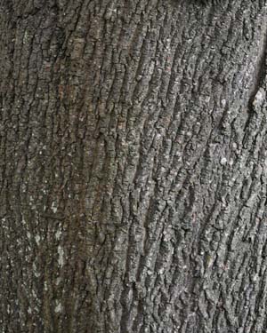 Acer platanoides schwedleri
